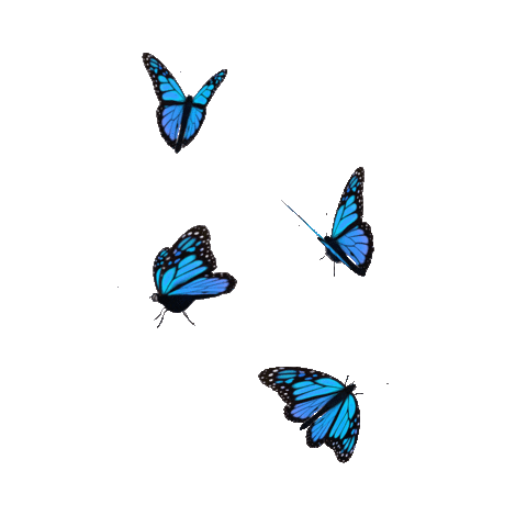 Butterfly1